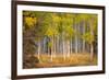 June Lake Aspen-John Gavrilis-Framed Photographic Print