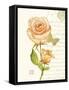 June Rose-Ariane Sarah-Framed Stretched Canvas