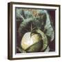 'June Star' Cabbage-null-Framed Photographic Print