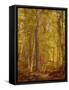 June Woods, Pennsylvania, 1864-William Trost Richards-Framed Stretched Canvas