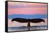 Juneau, Alaska - Humpback Fluke and Sunset-Lantern Press-Framed Stretched Canvas