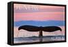 Juneau, Alaska - Humpback Fluke and Sunset-Lantern Press-Framed Stretched Canvas