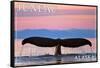 Juneau, Alaska - Humpback Fluke and Sunset-Lantern Press-Framed Stretched Canvas