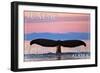 Juneau, Alaska - Humpback Fluke and Sunset-Lantern Press-Framed Art Print