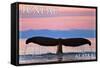 Juneau, Alaska - Humpback Fluke and Sunset-Lantern Press-Framed Stretched Canvas