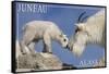 Juneau, Alaska - Mountain Goat and Kid-Lantern Press-Framed Stretched Canvas