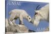 Juneau, Alaska - Mountain Goat and Kid-Lantern Press-Stretched Canvas