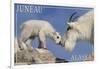 Juneau, Alaska - Mountain Goat and Kid-Lantern Press-Framed Art Print