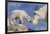 Juneau, Alaska - Mountain Goat and Kid-Lantern Press-Framed Art Print