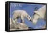 Juneau, Alaska - Mountain Goat and Kid-Lantern Press-Framed Stretched Canvas