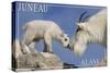 Juneau, Alaska - Mountain Goat and Kid-Lantern Press-Stretched Canvas