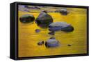 Framed Canvas