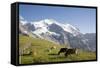 Jungfrau, Kleine Scheidegg, Bernese Oberland, Berne Canton, Switzerland, Europe-Angelo Cavalli-Framed Stretched Canvas