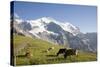 Jungfrau, Kleine Scheidegg, Bernese Oberland, Berne Canton, Switzerland, Europe-Angelo Cavalli-Stretched Canvas