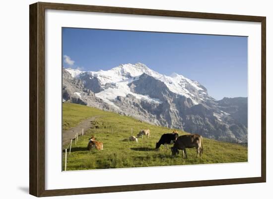 Jungfrau, Kleine Scheidegg, Bernese Oberland, Berne Canton, Switzerland, Europe-Angelo Cavalli-Framed Photographic Print