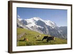 Jungfrau, Kleine Scheidegg, Bernese Oberland, Berne Canton, Switzerland, Europe-Angelo Cavalli-Framed Photographic Print