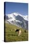 Jungfrau, Kleine Scheidegg, Bernese Oberland, Berne Canton, Switzerland, Europe-Angelo Cavalli-Stretched Canvas