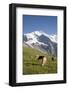 Jungfrau, Kleine Scheidegg, Bernese Oberland, Berne Canton, Switzerland, Europe-Angelo Cavalli-Framed Photographic Print