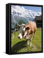 Jungfrau Massif and Cow Near Murren, Jungfrau Region, Switzerland, Europe-Michael DeFreitas-Framed Stretched Canvas