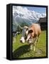 Jungfrau Massif and Cow Near Murren, Jungfrau Region, Switzerland, Europe-Michael DeFreitas-Framed Stretched Canvas