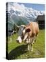 Jungfrau Massif and Cow Near Murren, Jungfrau Region, Switzerland, Europe-Michael DeFreitas-Stretched Canvas