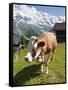 Jungfrau Massif and Cow Near Murren, Jungfrau Region, Switzerland, Europe-Michael DeFreitas-Framed Stretched Canvas