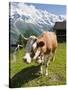 Jungfrau Massif and Cow Near Murren, Jungfrau Region, Switzerland, Europe-Michael DeFreitas-Stretched Canvas