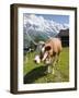 Jungfrau Massif and Cow Near Murren, Jungfrau Region, Switzerland, Europe-Michael DeFreitas-Framed Photographic Print