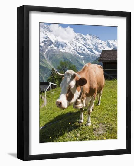 Jungfrau Massif and Cow Near Murren, Jungfrau Region, Switzerland, Europe-Michael DeFreitas-Framed Photographic Print