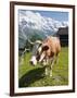 Jungfrau Massif and Cow Near Murren, Jungfrau Region, Switzerland, Europe-Michael DeFreitas-Framed Photographic Print