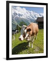 Jungfrau Massif and Cow Near Murren, Jungfrau Region, Switzerland, Europe-Michael DeFreitas-Framed Photographic Print