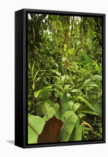 Jungle at Arenal Hanging Bridges Where Rainforest Canopy Is Accessible Via Walkways-Rob Francis-Framed Stretched Canvas