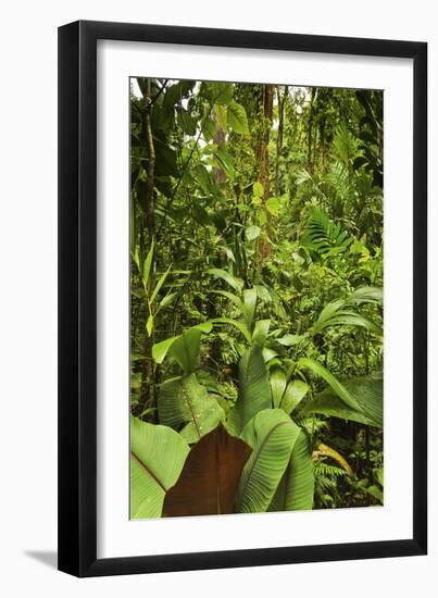 Jungle at Arenal Hanging Bridges Where Rainforest Canopy Is Accessible Via Walkways-Rob Francis-Framed Premium Photographic Print