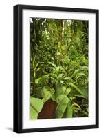 Jungle at Arenal Hanging Bridges Where Rainforest Canopy Is Accessible Via Walkways-Rob Francis-Framed Photographic Print