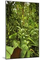 Jungle at Arenal Hanging Bridges Where Rainforest Canopy Is Accessible Via Walkways-Rob Francis-Mounted Photographic Print