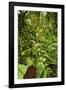 Jungle at Arenal Hanging Bridges Where Rainforest Canopy Is Accessible Via Walkways-Rob Francis-Framed Photographic Print