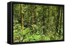 Jungle at Arenal Hanging Bridges Where Rainforest Canopy Is Accessible Via Walkways-Rob Francis-Framed Stretched Canvas