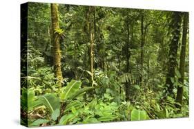 Jungle at Arenal Hanging Bridges Where Rainforest Canopy Is Accessible Via Walkways-Rob Francis-Stretched Canvas