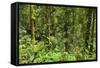 Jungle at Arenal Hanging Bridges Where Rainforest Canopy Is Accessible Via Walkways-Rob Francis-Framed Stretched Canvas