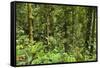Jungle at Arenal Hanging Bridges Where Rainforest Canopy Is Accessible Via Walkways-Rob Francis-Framed Stretched Canvas