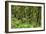 Jungle at Arenal Hanging Bridges Where Rainforest Canopy Is Accessible Via Walkways-Rob Francis-Framed Photographic Print