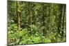 Jungle at Arenal Hanging Bridges Where Rainforest Canopy Is Accessible Via Walkways-Rob Francis-Mounted Photographic Print