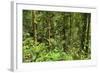 Jungle at Arenal Hanging Bridges Where Rainforest Canopy Is Accessible Via Walkways-Rob Francis-Framed Photographic Print