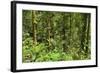 Jungle at Arenal Hanging Bridges Where Rainforest Canopy Is Accessible Via Walkways-Rob Francis-Framed Photographic Print