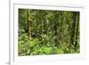 Jungle at Arenal Hanging Bridges Where Rainforest Canopy Is Accessible Via Walkways-Rob Francis-Framed Photographic Print