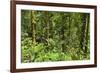 Jungle at Arenal Hanging Bridges Where Rainforest Canopy Is Accessible Via Walkways-Rob Francis-Framed Photographic Print