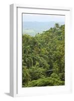 Jungle at Arenal Hanging Bridges Where Rainforest Canopy Is Accessible Via Walkways-Rob Francis-Framed Photographic Print