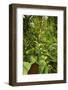 Jungle at Arenal Hanging Bridges Where Rainforest Canopy Is Accessible Via Walkways-Rob Francis-Framed Photographic Print