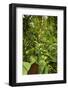 Jungle at Arenal Hanging Bridges Where Rainforest Canopy Is Accessible Via Walkways-Rob Francis-Framed Photographic Print