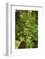 Jungle at Arenal Hanging Bridges Where Rainforest Canopy Is Accessible Via Walkways-Rob Francis-Framed Photographic Print